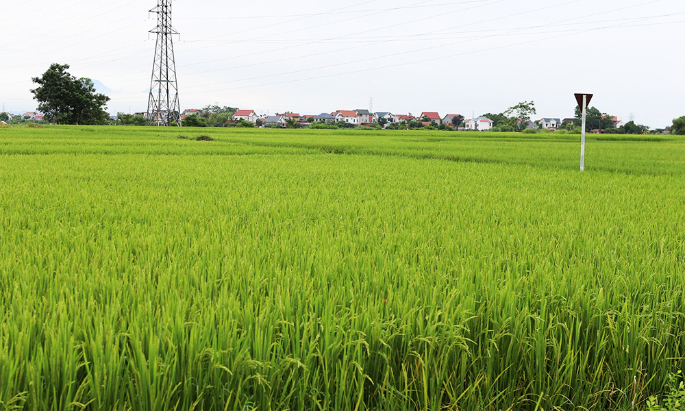 Bắc Giang: Nhân rộng mô hình canh tác lúa thân thiện với môi trường